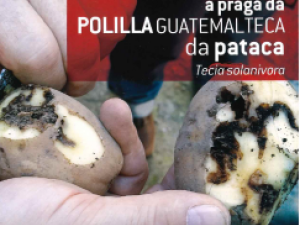 La plaga de la Polilla Guatemalteca en las patatas