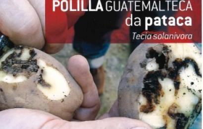 PATACAS.jpg PATACAS.jpg